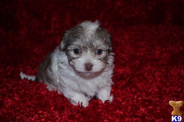 havanese puppy posted by Tiny Tots Texas